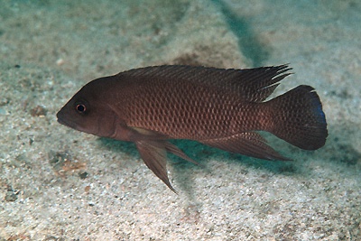 Neolamprologus petricola 'Moliro'